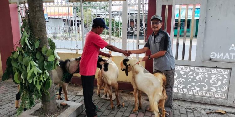 Sambut Idul Adha Kemenag Salurkan Enam Ekor Kambing