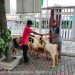Sambut Idul Adha Kemenag Salurkan Enam Ekor Kambing